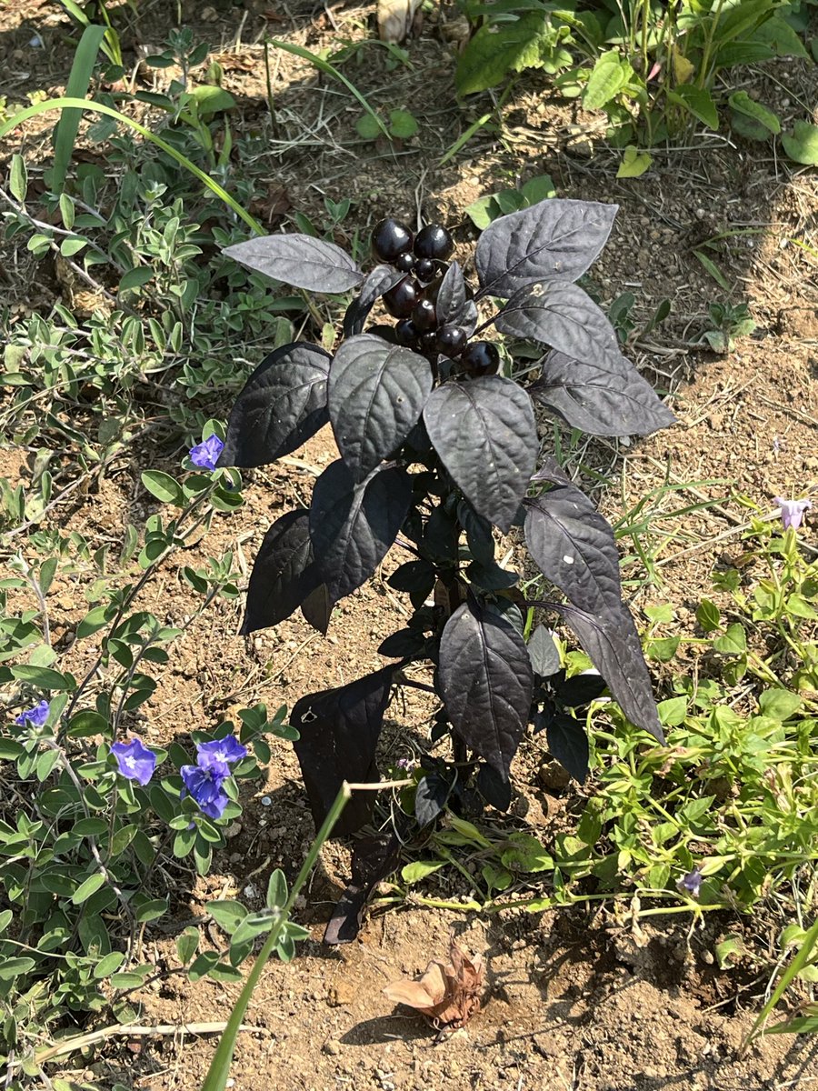 matsugonn's tweet photo. お昼休み☀️

朝はちょっと気温下がったかな？と思ったけれど、やはり昼はめちゃくちゃ暑い🫠

セミも泣いてるし
アゲハチョウやトンボも飛んでましたわ

あと黒光りしてる植物気になって写真撮ったけど、ブラックパールっていう観賞用のトウガラシらしい😳

＃昼休み　＃散歩 ＃公園 https://t.co/cxbWPVgSRA