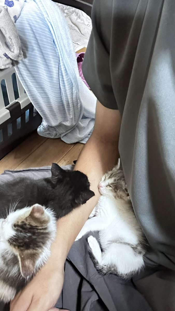 cargeek_cpm's tweet photo. 先輩が保護した猫
家に行って先輩に任されてケージから出してお世話(傍観)してたら足の上でおねんねし始めてキューテー

(この後足が死にました) https://t.co/IdXuUg96JJ