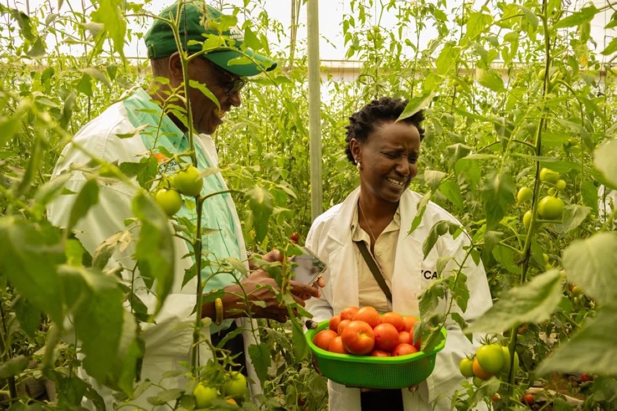 NewTimesRwanda's tweet photo. Conservation is emerging as a key economic opportunity for Africa, creating jobs, supporting businesses, and improving livelihoods while protecting the continent’s natural resources, according to African Wildlife Foundation CEO Kaddu Sebunya.

Read more: https://t.co/Id2v155GxS https://t.co/M7GuOBqwiY