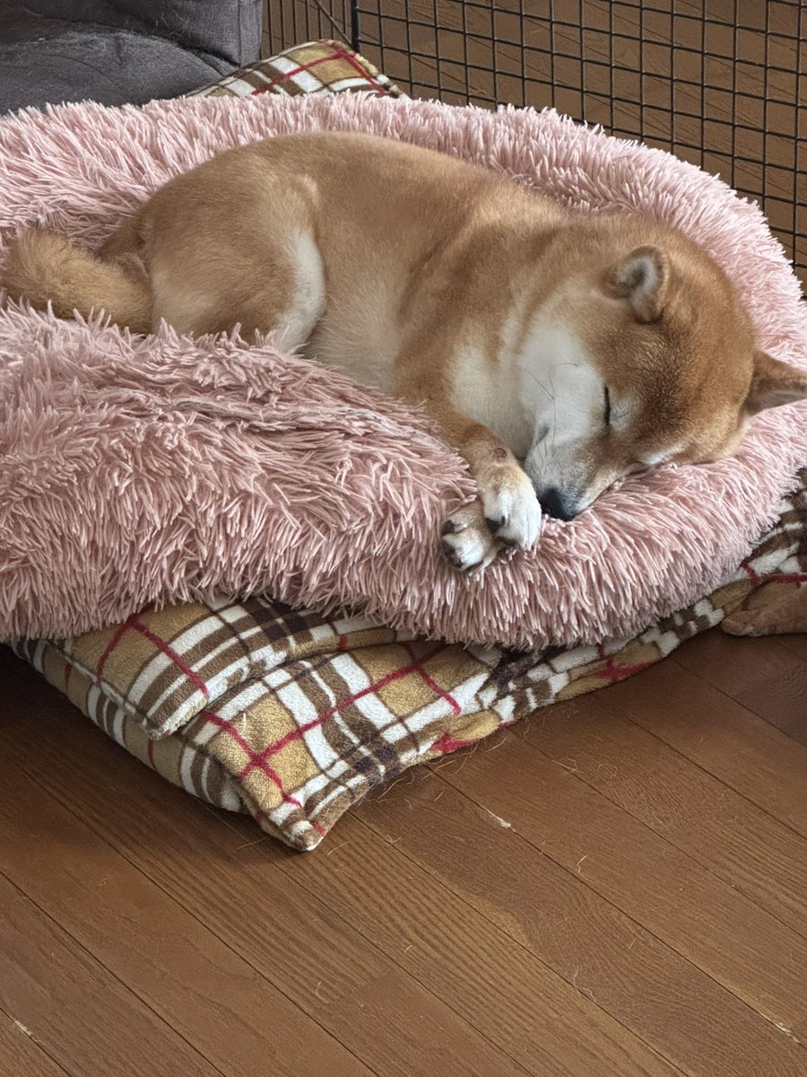 shibakenmugi's tweet photo. ぐっすりーぎんちゃん https://t.co/IGB4DcdOiS