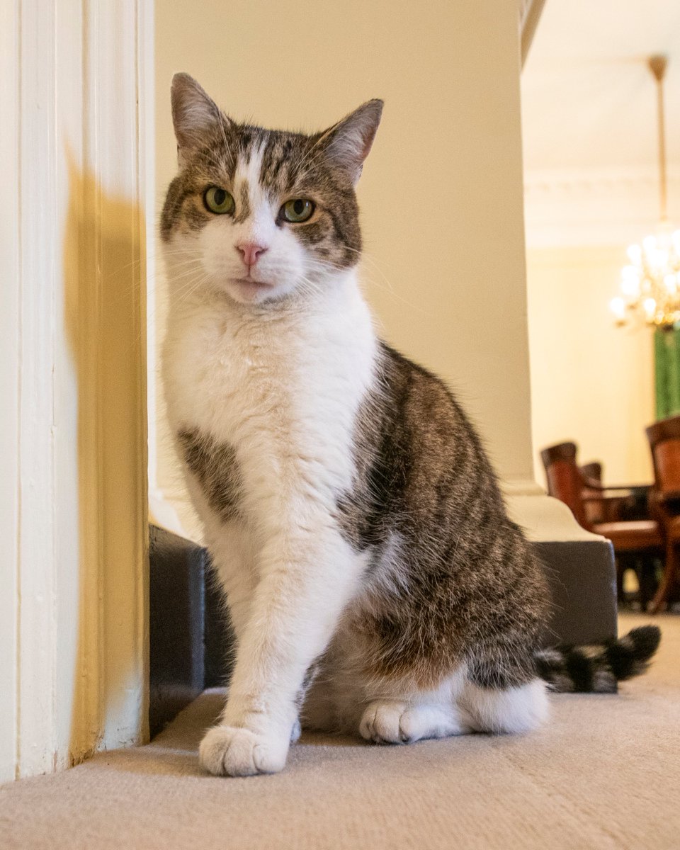 PolitlcsUK's tweet photo. 🚨 NEW: Andy Burnham confirms his rescue dog Axel will not move into No 10 

It means Larry the Cat will be the only animal in Downing Street for the first time in 7 years https://t.co/OWveBynYw6