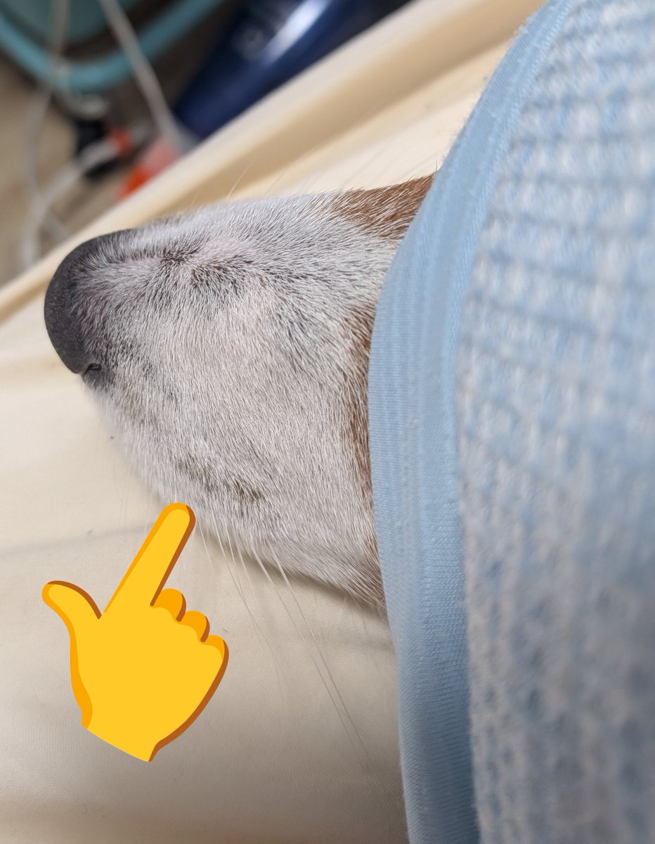 pepenoa220's tweet photo. 好きぃ…❤
そーきゅーと❤

#ジャックラッセルテリア
#犬のいる暮らし https://t.co/mIL2QCgI2j