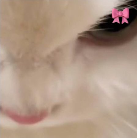 swansuay_'s tweet photo. white kitty 💖🤏🏼 https://t.co/dOy7SDj4v3