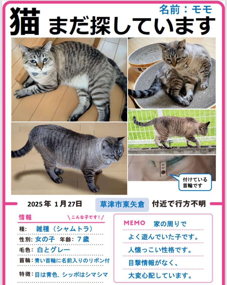 5YL4JwgjXW81781's tweet photo. 滋賀県草津市東矢倉付近で2025年1/27から猫がいなくなり、1年5ヶ月。草津市以外でも何か情報があればよろしくお願いいたします🙏(代理投稿です)いなくなって1年が経ちました🥲まだ探しています。猫行方不明の為、拡散ご協力お願いします😿
#草津市
#滋賀県
#東矢倉
#南笠
#南笠東小学校
#野路 https://t.co/8emeMeQ8u5