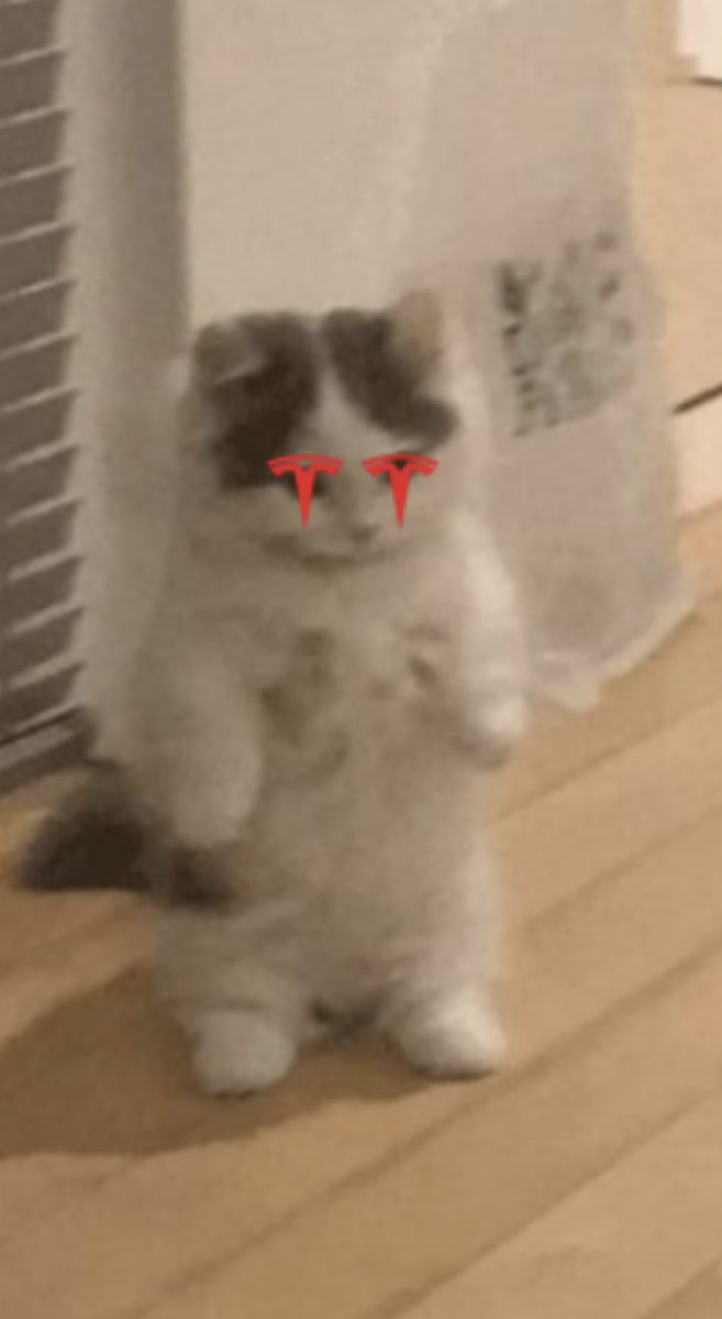 DirtyTeslaCat's tweet photo. @teslaownersSV @thecatecoinx What about me??? Elons cat😔 https://t.co/G6gopmq2Pw