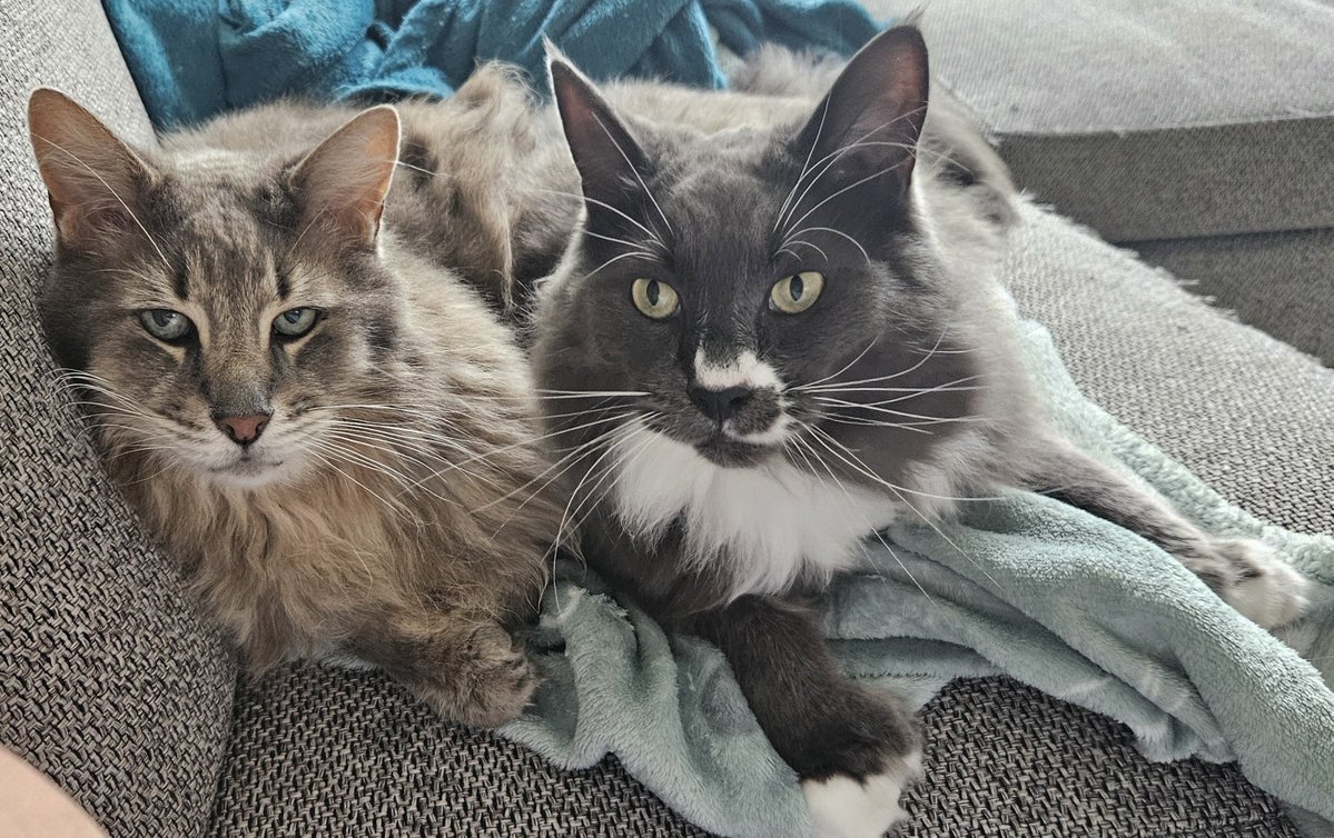 FlorianHoutkamp's tweet photo. Partners in crime! 😜😻
#Ratchet #Nychi #MaineCoons https://t.co/6SIT1wexdK