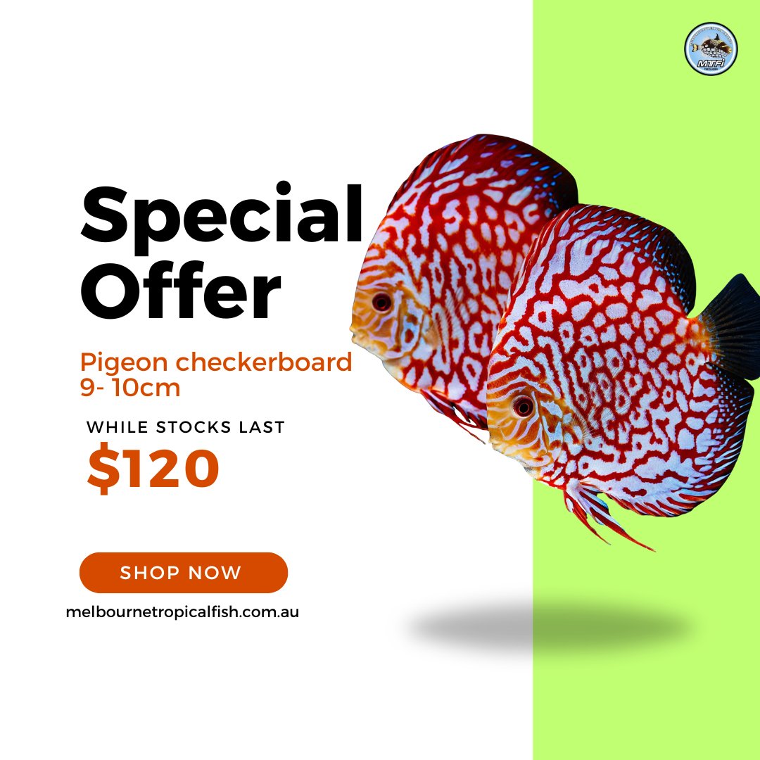 MelbTropFish's tweet photo. Special Offer 🎨 Pigeon Checkerboard Discus 9–10cm https://t.co/a7erIOtgpx
