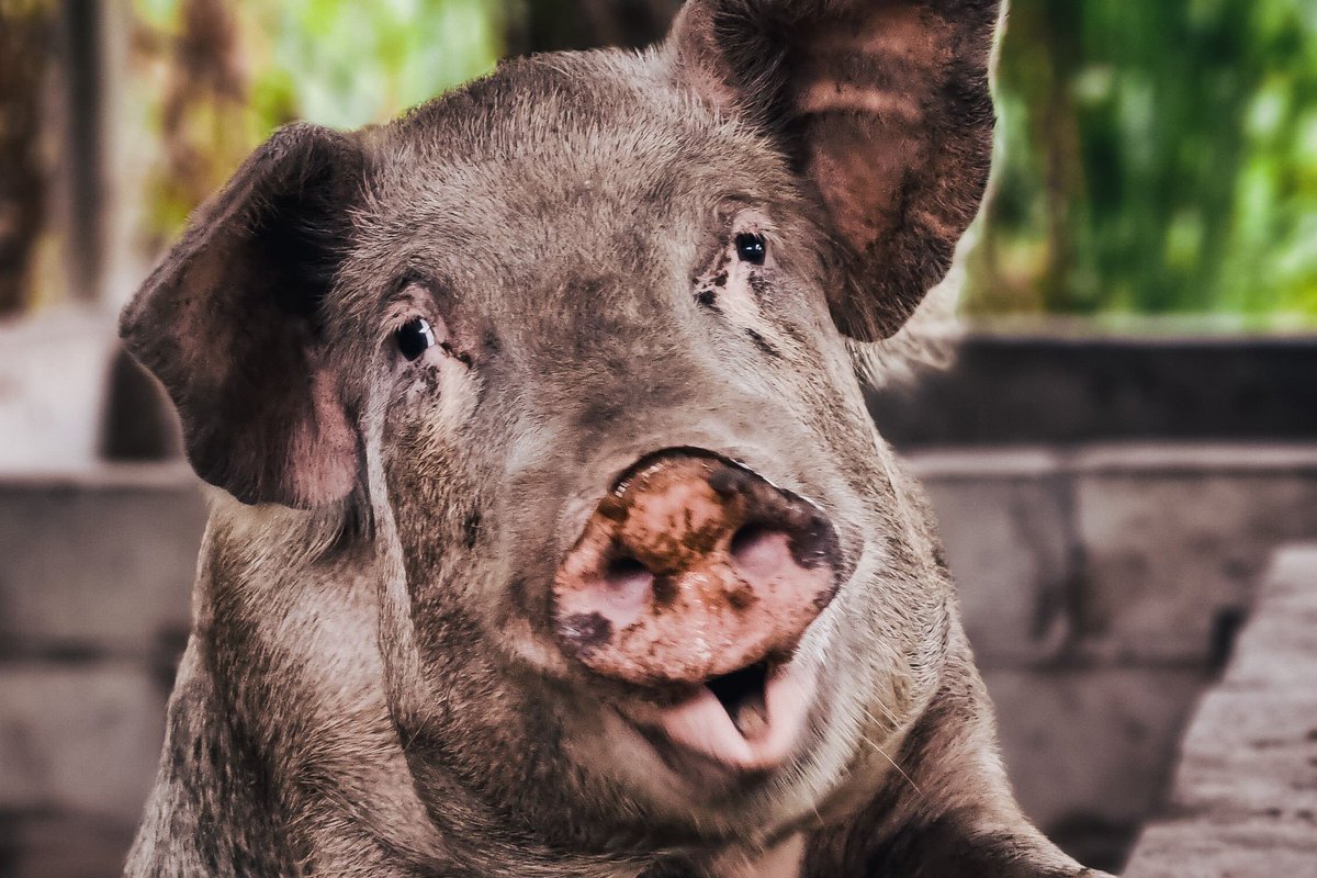 olmedJ's tweet photo. @mrteji_ Enzo is a filthy pig https://t.co/U02NbiLcSY