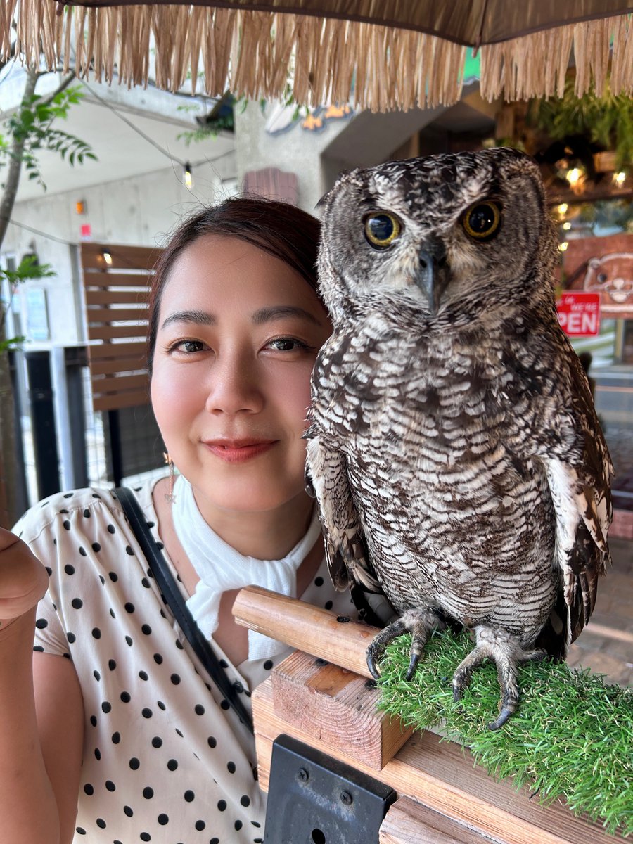 ikue_21's tweet photo. 鎌倉銭洗いツアーの帰り道、長谷駅のすぐそばで
とても可愛い生き物と目が合ってしまいました👀

動物福祉型施設・保護動物カフェ
「かわうそとふくろうのおうち OWL OTTER CAFE」で
店員さんと店頭に立っていたフクロウの銀ちゃんです🦉

どうですか！この凛々しいお顔立ち✨ https://t.co/lyDscUJgTq