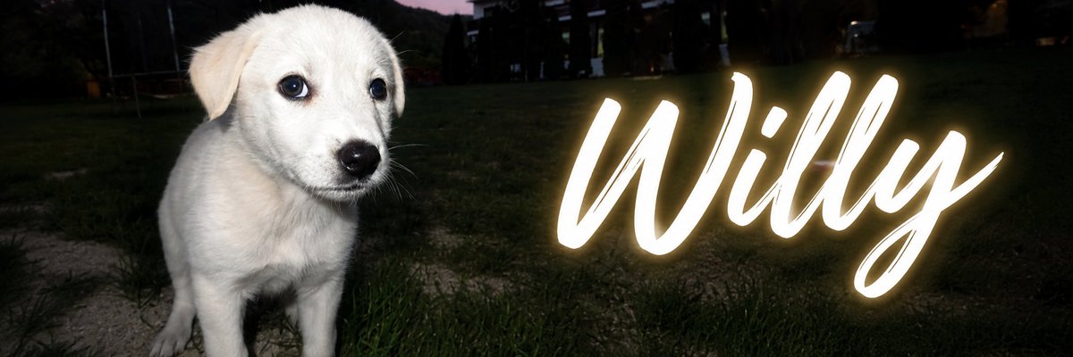 thedevvor's tweet photo. We just got a new billy and its soooo viral being used as a meme template

Willy is the perfect name since the dog is white makes perfect sense

Over 9.3MIL on this tweet alone

perfect animal to run since we're ina little animal meta and memeable!

Will pay dex at 15k like on all my other devs

tweet:https://t.co/L4Vkw5P530