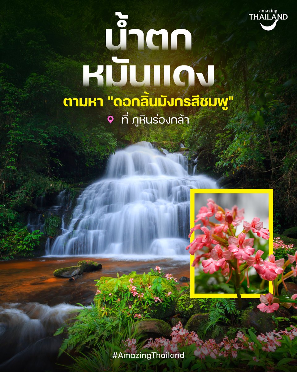 go2Thailand's tweet photo. 🌿เปิดฤดูกาล "น้ำตกหมันแดง" 2569🌿
ตามหา "ดอกลิ้นมังกรสีชมพู" กลางผืนป่าภูหินร่องกล้า

🌸 ชวนออกไปสัมผัสธรรมชาติ ในช่วงที่ผืนป่ากำลังชุ่มฉ่ำสุด ๆ
กับ "น้ำตกหมันแดง" ใน อุทยานแห่งชาติภูหินร่องกล้า จ.พิษณุโลก
หนึ่งในเส้นทางเดินป่าหน้าฝน ที่คนรักธรรมชาติรอคอยมาตลอดปี

🌸 ตลอดเส้นทางจะได้พบกับความอุดมสมบูรณ์ของพรรณไม้ ผืนป่า
และสายน้ำที่ไหลลดหลั่นลงมาตามชั้นหิน
ก่อนจะไปถึงไฮไลต์สำคัญอย่าง "ดอกลิ้นมังกรสีชมพู"
ที่ทยอยผลิบานบริเวณโขดหินหน้าน้ำตกในฤดูฝน
และจะบานสะพรั่งที่สุดประมาณเดือนสิงหาคม
ซึ่งถือเป็นช่วงเวลาที่สวยงามที่สุดของปี

📍 ข้อมูลการเข้าชม
• เปิดให้เข้าชมตั้งแต่วันที่ 20 มิถุนายน 2569 เป็นต้นไป
• ระยะทางเดินเท้าไป - กลับประมาณ 7 กิโลเมตร
• ต้องเดินทางกลับออกจากพื้นที่น้ำตกไม่เกินเวลา 16.00 น.
• ห้ามเดินออกนอกเส้นทางที่กำหนดไว้โดยเด็ดขาด
• กรุณาจองคิวกับทาง "อุทยานแห่งชาติภูหินร่องกล้า" ล่วงหน้า
(นักท่องเที่ยว 6 คน ต่อเจ้าหน้าที่ดูแล 1 คน)

🎒 สิ่งที่ควรเตรียม
• เสื้อผ้ารัดกุมและรองเท้าเดินป่า
• ถุงกันทาก
• เสื้อกันฝน
• น้ำดื่มและยาประจำตัว

⚠️ เส้นทางมีความลาดชันและอาจลื่นในช่วงฤดูฝน
จึงไม่เหมาะสำหรับผู้ที่มีโรคประจำตัวบางประเภท
และควรปฏิบัติตามคำแนะนำของเจ้าหน้าที่อย่างเคร่งครัด

📞 สอบถามข้อมูลเพิ่มเติม
อุทยานแห่งชาติภูหินร่องกล้า จ.พิษณุโลก
โทร. 08 1596 5977 หรือ 096 020 0992

#AmazingThailand #น้ำตกหมันแดง #ภูหินร่องกล้า
#พิษณุโลก #เที่ยวหน้าฝน #TravelThailand