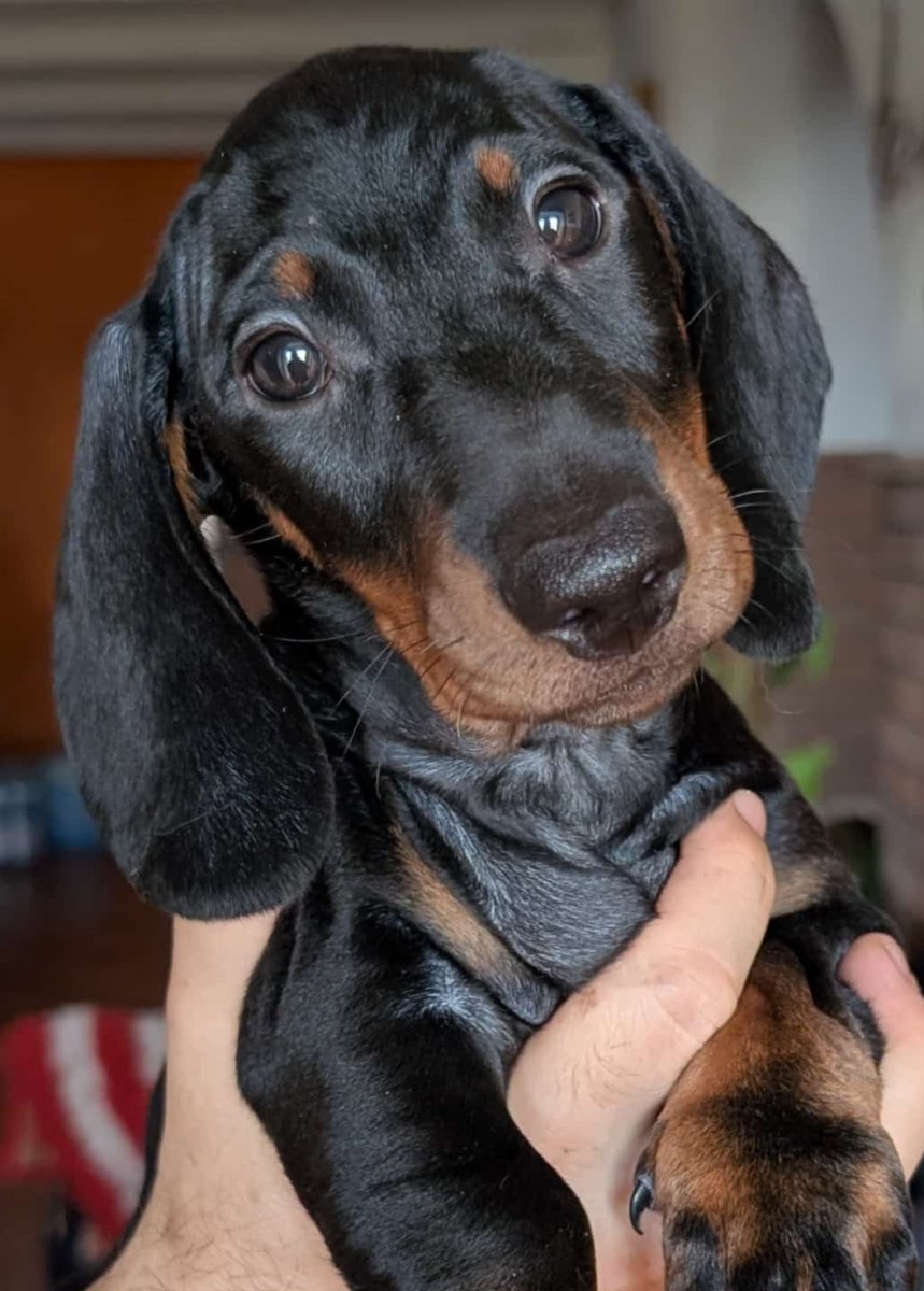 HNG0129's tweet photo. Little boy
#dachahund #dachshundpuppy #littleboy https://t.co/FYAHGHMjA1