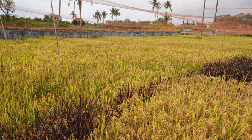 ChinaScience's tweet photo. Chinese researchers have made a breakthrough in fixing hybrid vigor in rice, successfully breeding apomictic hybrid rice lines that achieve near-100% clonal seed production while maintaining normal seed set, offering a scalable route to fixing heterosis in self-perpetuating hybrid seed systems.