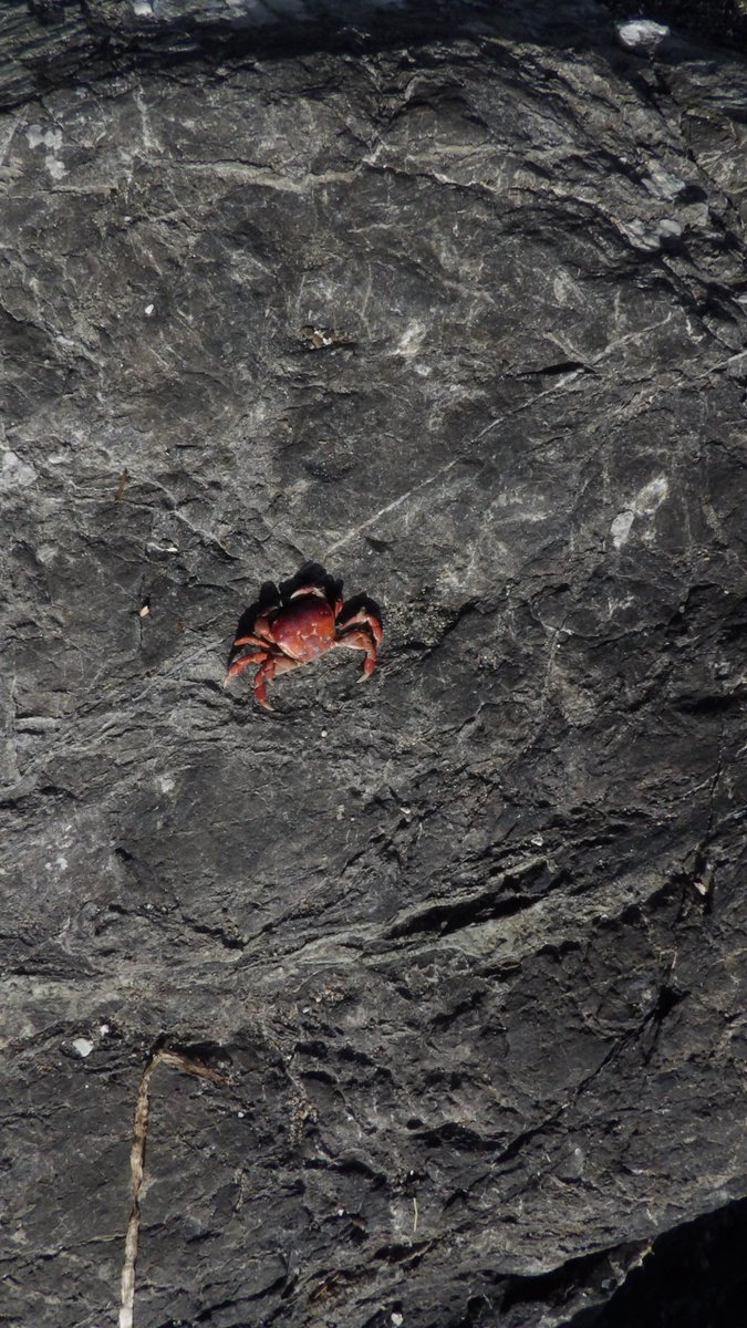 Charlie87795687's tweet photo. do you like this crab https://t.co/pRBDs6djSS