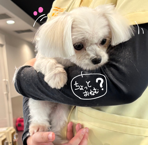 Kap_kobe's tweet photo. 個性あふれるワンちゃんたちのご紹介です📷

お耳がとってもキュートなマルチーズちゃん🥰
今では珍しい日本原産の狆（チン）という犬種のMIX😲

みんなと～っても可愛い子たちです🐶

#神戸動植物環境専門学校 #狆 #マルチーズ https://t.co/OyOsBxLLW2