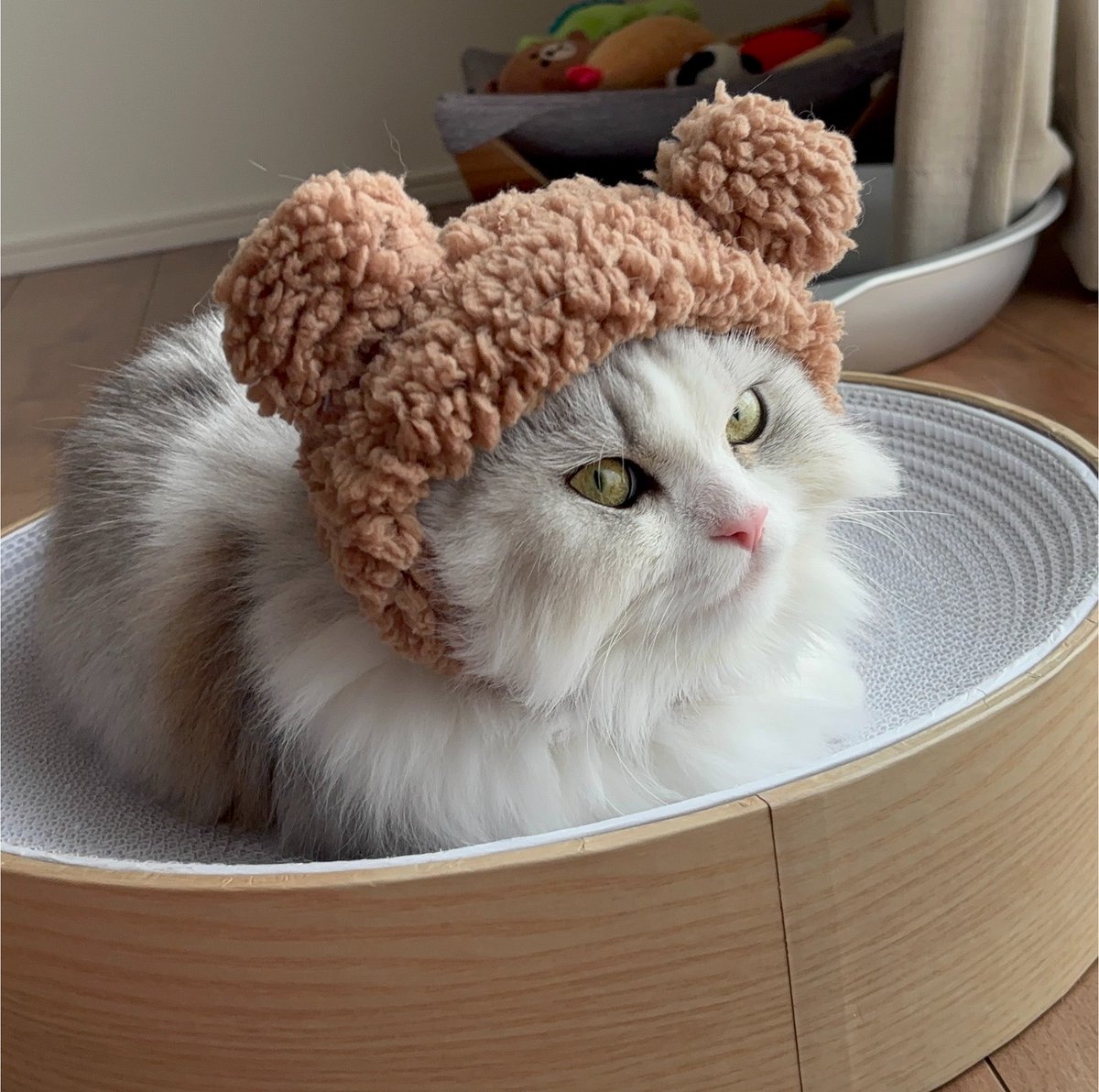 oimo_513's tweet photo. 新しく保護猫お迎えした🫶🏻

ぷにまる女の子5歳
顔小さくて可愛いｯｯｯ♡ https://t.co/dhQxCK2P6Z