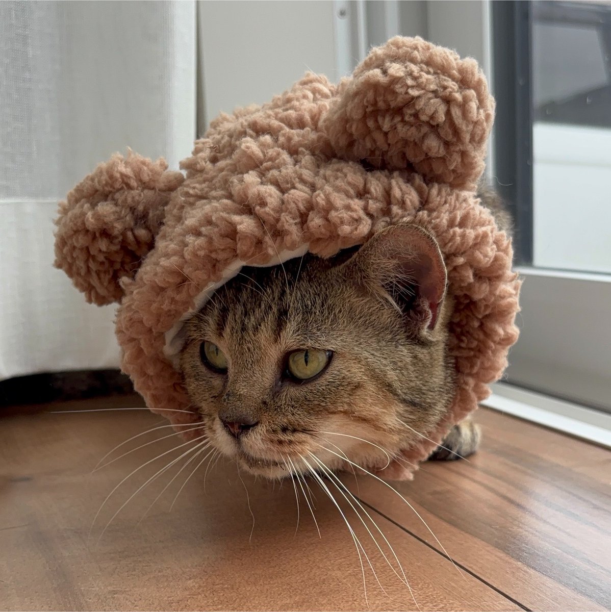 oimo_513's tweet photo. 新しく保護猫お迎えした🫶🏻

ぷにまる女の子5歳
顔小さくて可愛いｯｯｯ♡ https://t.co/dhQxCK2P6Z