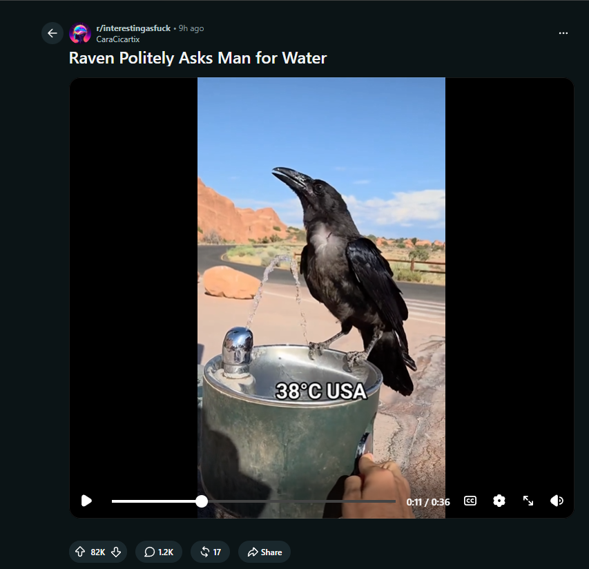 thedevvor's tweet photo. 82K UPVOTES IN 9 HOUR?

THIS RAVEN LANDED ON A WATER FOUNTAIN AND LITERALLY POINTED TO THE BUTTON TO SHOW A MAN THAT HES THIRSTY

THE MAN TURNS ON THE WATER AND LITERALLY GIVES WATER TO HIM. AND HE THANKS HIM

This literally the most Nietzschean Raven

REDDIT:https://t.co/6XAx8q0JVZ