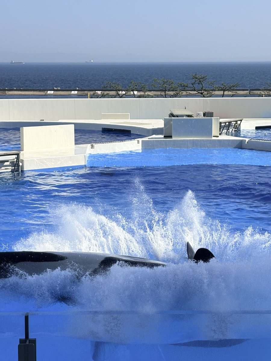 mmpenpen's tweet photo. ランちゃんのお目目💕

鴨と須磨のスタジアムの構造のせいなのか？
バシャーンと降りた時の
音が全然違う。鴨は地響きのようで飛沫が2回に分かれて来ました。
でも須磨は音も静かで地響きは無です。
見える迫力が体感しづらい須磨シー。
見える迫力がそのままダイレクトに襲う鴨シーどっちもいいね👍 https://t.co/Aazu3wRiwN