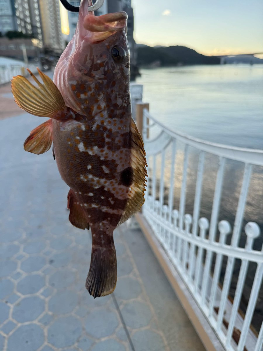 gorre33's tweet photo. 友達に釣りを教えに行ったらレアな魚が釣れた！！ https://t.co/A8Wegwafmk