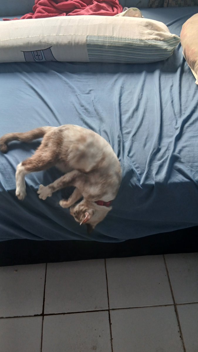 mitshuner's tweet photo. Olha como essa benedita ta deitada bagunçado minha cama... kk e por incrível que pareça ela n caiu kkkk https://t.co/0ZdTvOY1pt