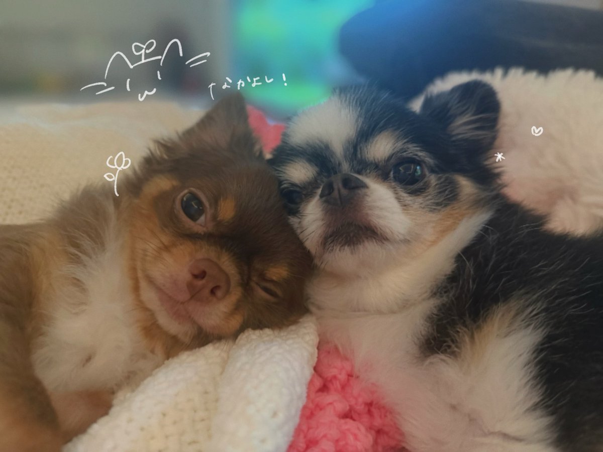 HARUTYA1226's tweet photo. zzz https://t.co/NoqcPL8d4Y
