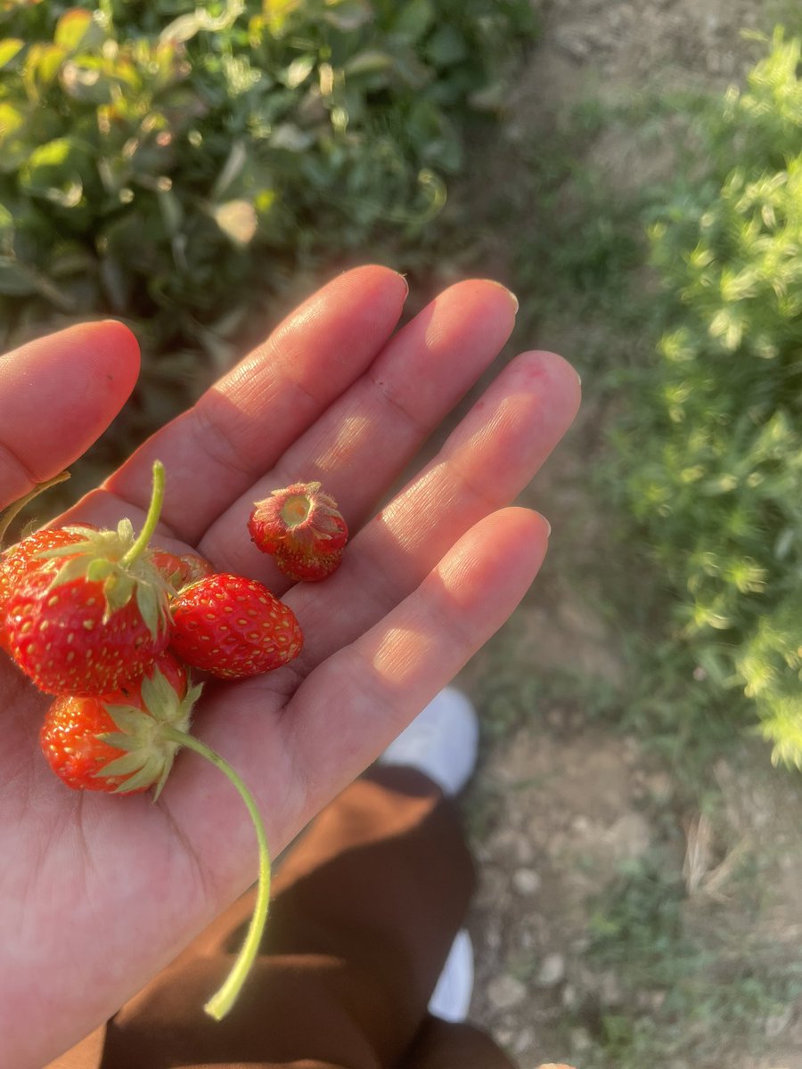 sousannaseri4's tweet photo. 🍓🍓 https://t.co/pGHuSIlvr4