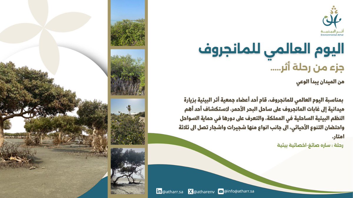 atharenv's tweet photo. رصدٌ ميداني يوثق جمال أحد أهم النظم البيئية الساحلية في المملكة
و من قلب الميدان📷💚

سارة الصايغ توثق 
  جمال المانجروف وأهميته البيئية ✨

#جمعية_أثر_البيئية | #اليوم_العالمي_للمانجروف https://t.co/Vir9CO1o1U