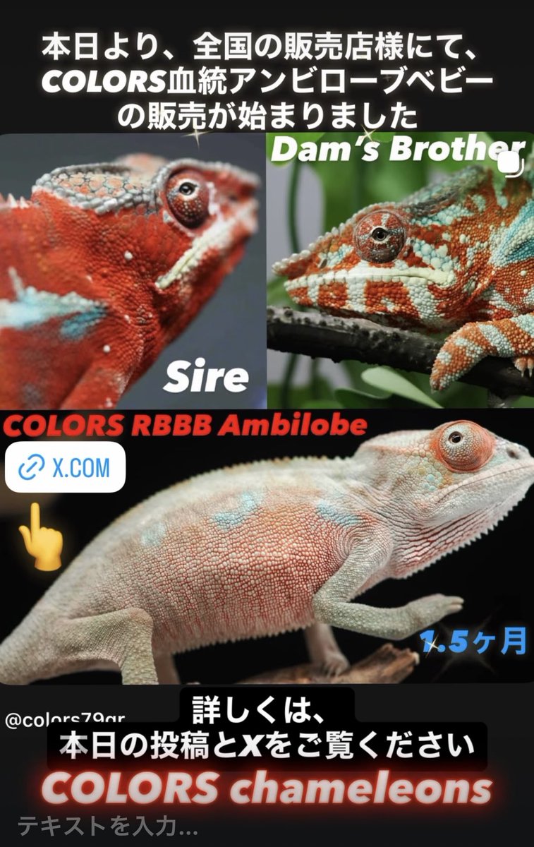 COLORS79GR's tweet photo. 夏休みということで、いつもInstagramのストーリーズでお届けしているNEWSLETTERからもうひとつ

ベビーの成長はとても早く、
夏休みの始まりにお迎えした子も、夏休みの終わりには色彩の変化を楽しめます

その成長の記録や発見は、夏休みの自由研究や作文の題材にもなるかもしれません🏖☀️

#爬虫類 https://t.co/c1RC7qMFy6