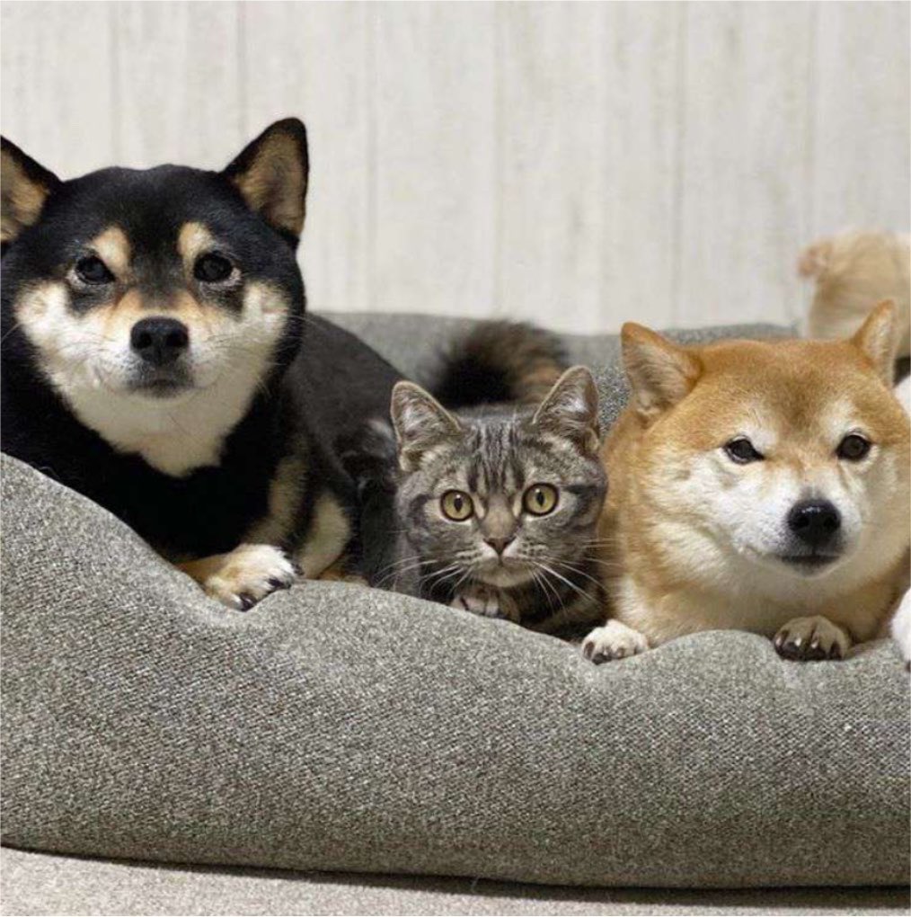 heykhunp's tweet photo. น้องเป้อกับอัยม๋าแฝด 🫳🏻🐶🐱🐶 https://t.co/azMSaccuu6