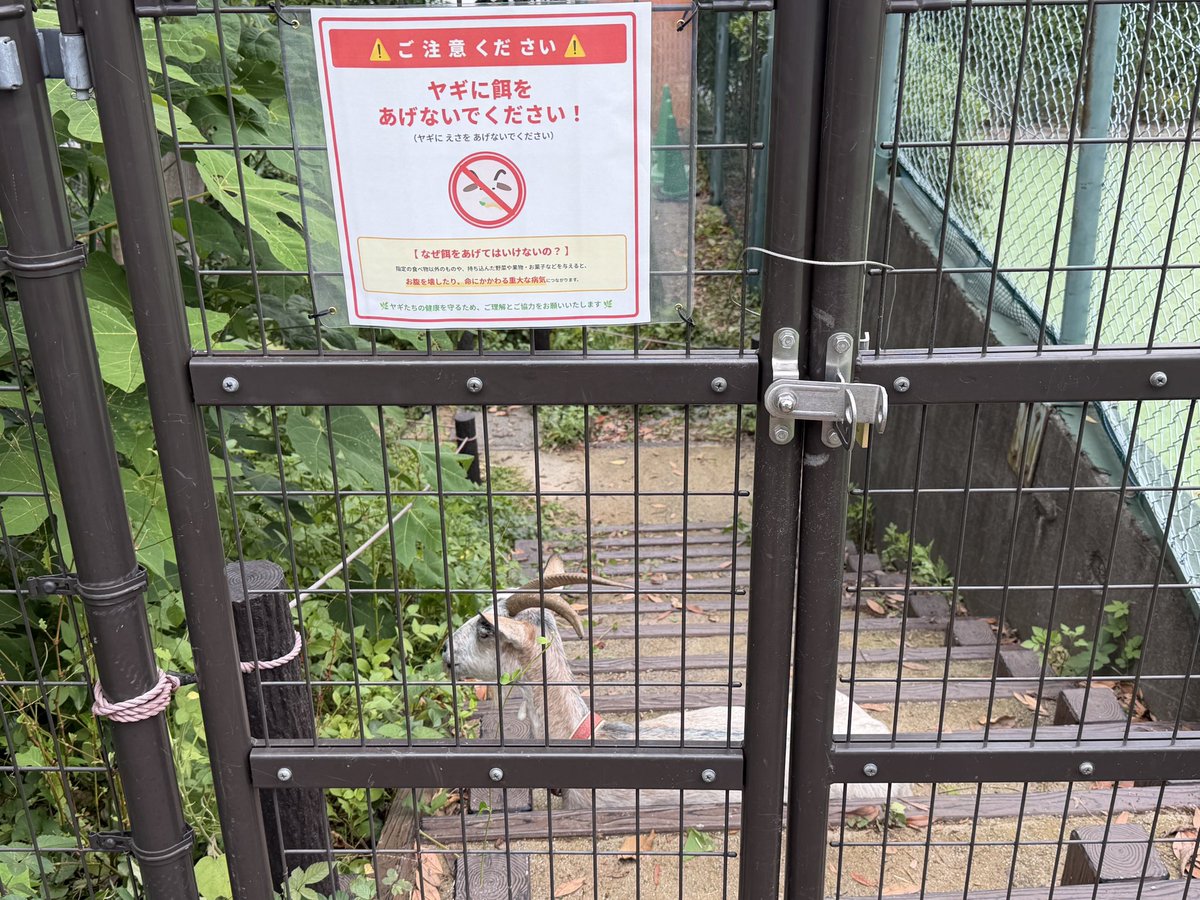 daimon2119's tweet photo. 文京区軟式野球夏季大会の試合の合間、同僚から「公園にヤギがいるよ！」と教えてもらいました。文京区ではヤギを活用した「エコ除草」の実証実験がニュースでも取り上げられていたそうです。…ただ、見かけたときのヤギは、この暑さのせいか少々お疲れ気味。人もヤギも、この猛暑はこたえますね。🐐 https://t.co/S7uRIDcsTd