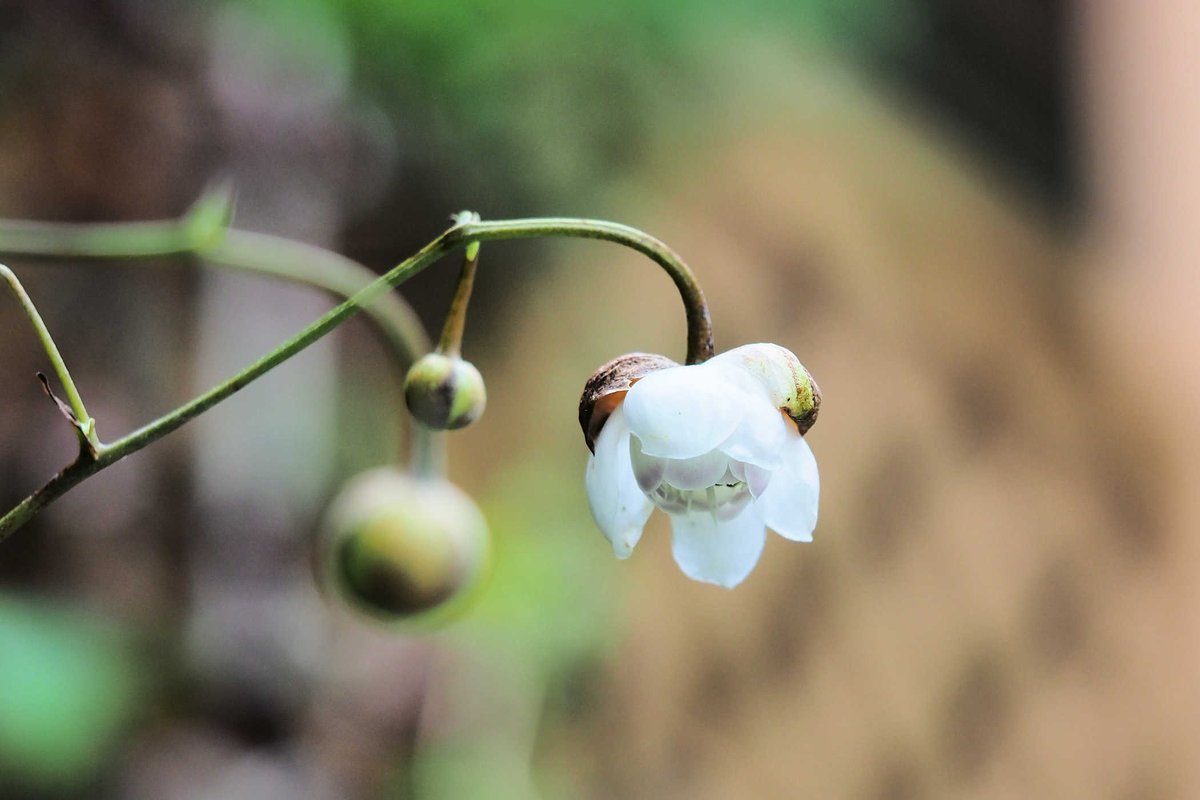 un_grkt's tweet photo. ◆レンゲショウマ
花茎が茶色になり蕾も茶色に...
今年の開花は無理かと思って
諦めていたのですが
何とか咲いてくれました！！
ただこれからどうなることやら...
#箱庭に咲く花7月
#レンゲショウマ
#OMSYSTEM #OM1 https://t.co/QDy9au2EGB