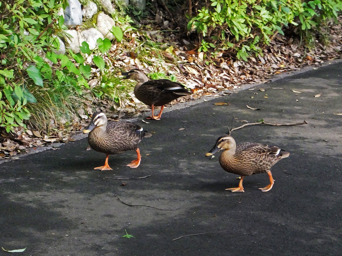 Frank16384's tweet photo. 道路を気ままに歩いていたカルガモたち
人を怖がることなく7羽で行動していました

#カルガモ #軽鴨 #EasternSpotbilledDuck https://t.co/Jf6dzb60iX