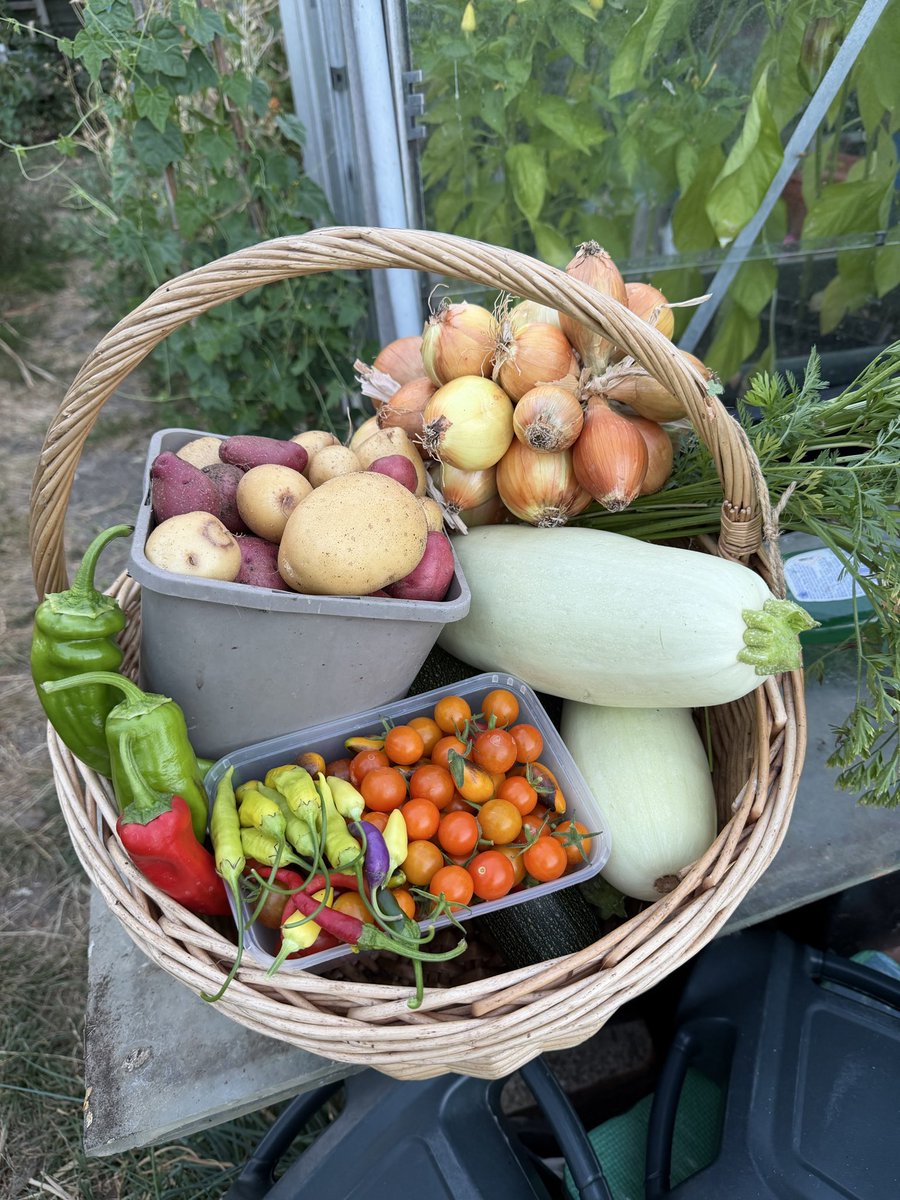 hobibahcesi2's tweet photo. Filled the basket again ☺️🥰 https://t.co/HQNFOK4hyJ