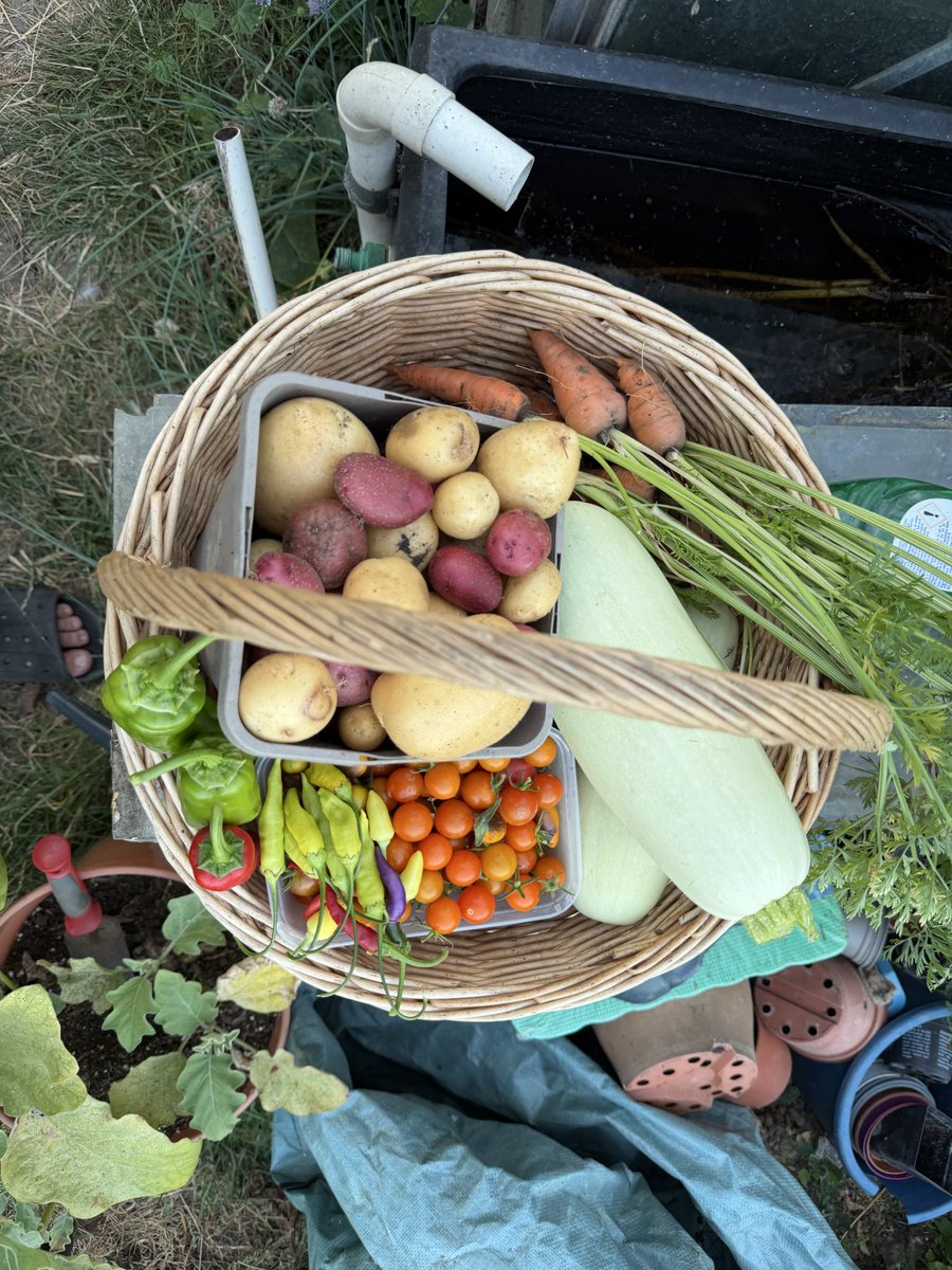 hobibahcesi2's tweet photo. Filled the basket again ☺️🥰 https://t.co/HQNFOK4hyJ