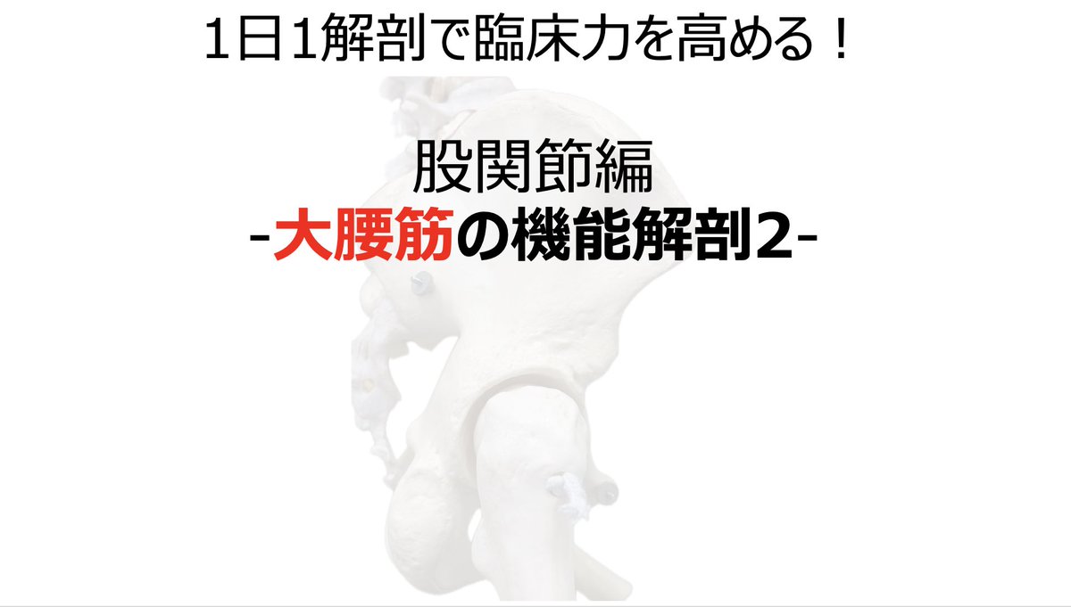 okada_PT's tweet photo. 【大腰筋の機能解剖】
大腰筋の機能解剖についてです。
股関節の屈曲角度によって作用が異なります。

この報告によると、屈曲60度以降で大きく働くそうです。

運動療法を行う上では、この報告を参照しています。

屈曲60度以上で、大腰筋の収縮を促すよう介入しています。 https://t.co/fwEUc14g8G
