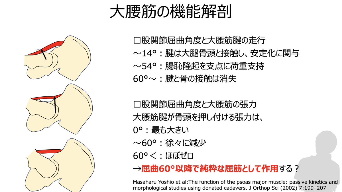 okada_PT's tweet photo. 【大腰筋の機能解剖】
大腰筋の機能解剖についてです。
股関節の屈曲角度によって作用が異なります。

この報告によると、屈曲60度以降で大きく働くそうです。

運動療法を行う上では、この報告を参照しています。

屈曲60度以上で、大腰筋の収縮を促すよう介入しています。 https://t.co/fwEUc14g8G