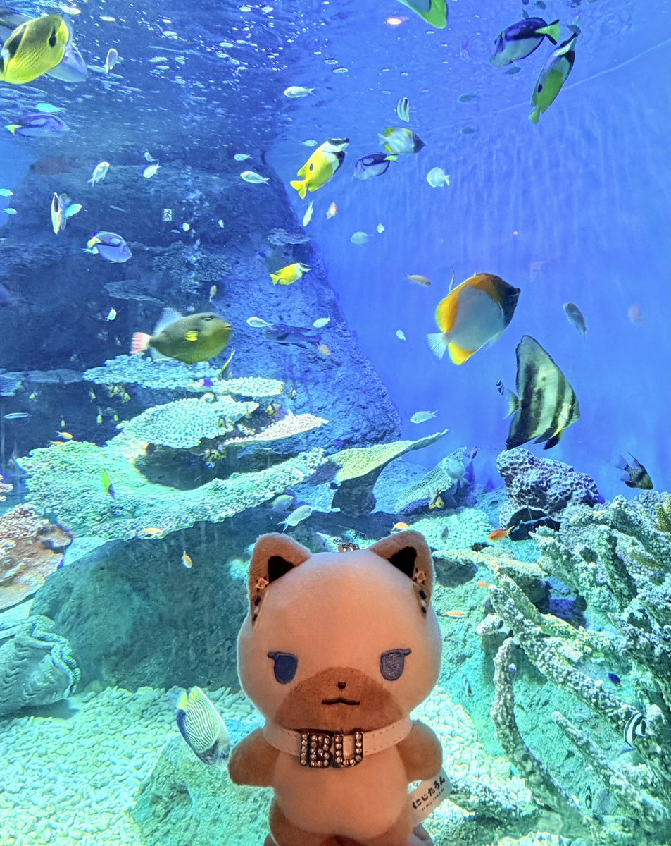 giiilllu_'s tweet photo. はじめての水族館🐟 https://t.co/2dhOskfPro