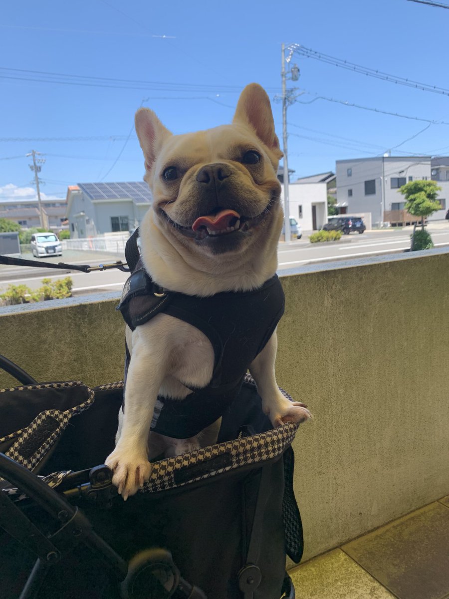 7_o2r's tweet photo. とりあえずニッコニコの犬を載せて浄化🐶 https://t.co/WW0ixKzLcp