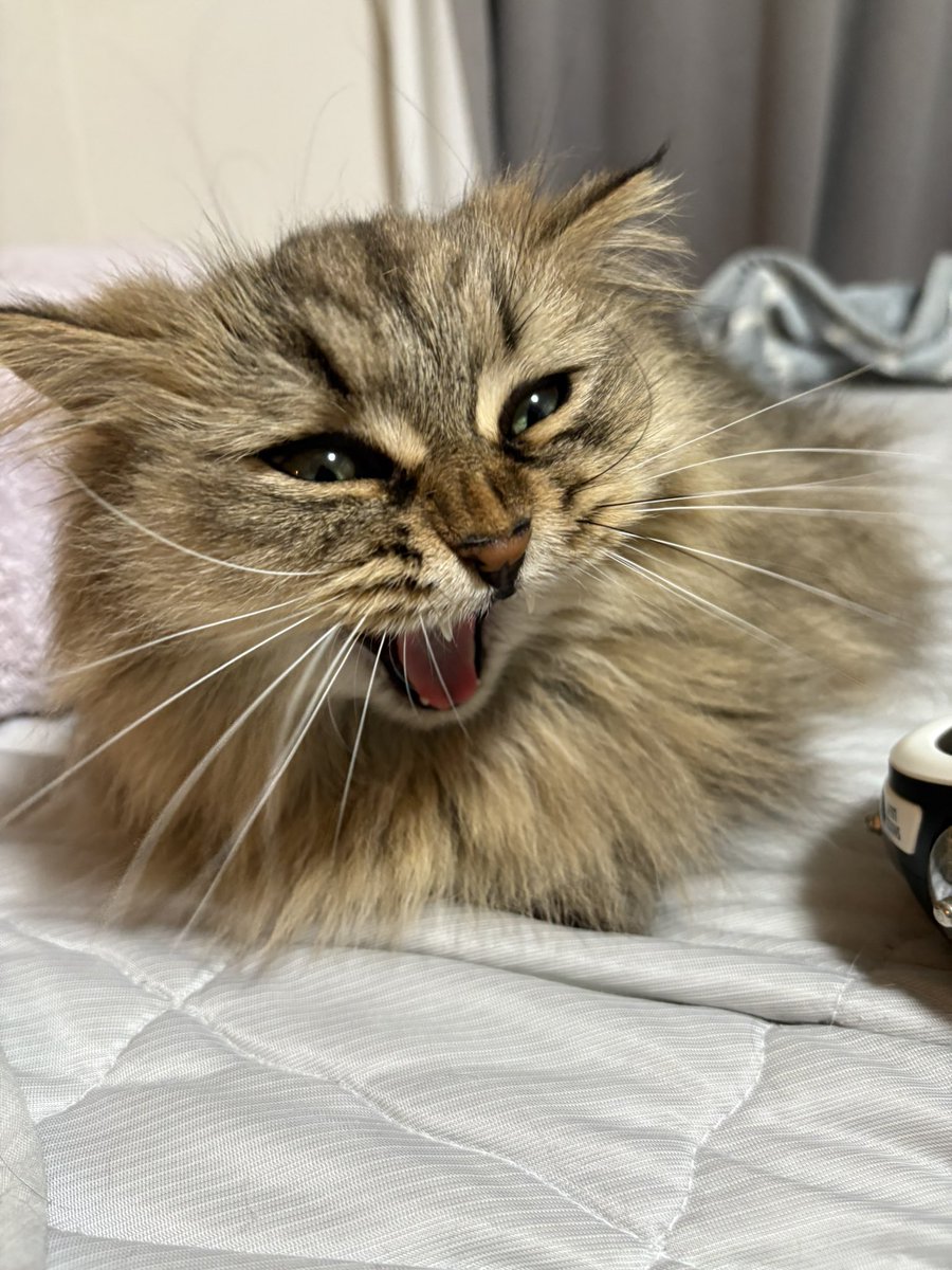 fish_merupu's tweet photo. #猫好きさんと繫がりたい
うちのにゃんこ様です🐈
にゃんこ様好きな方も是非！ https://t.co/BdG5kjPbZX
