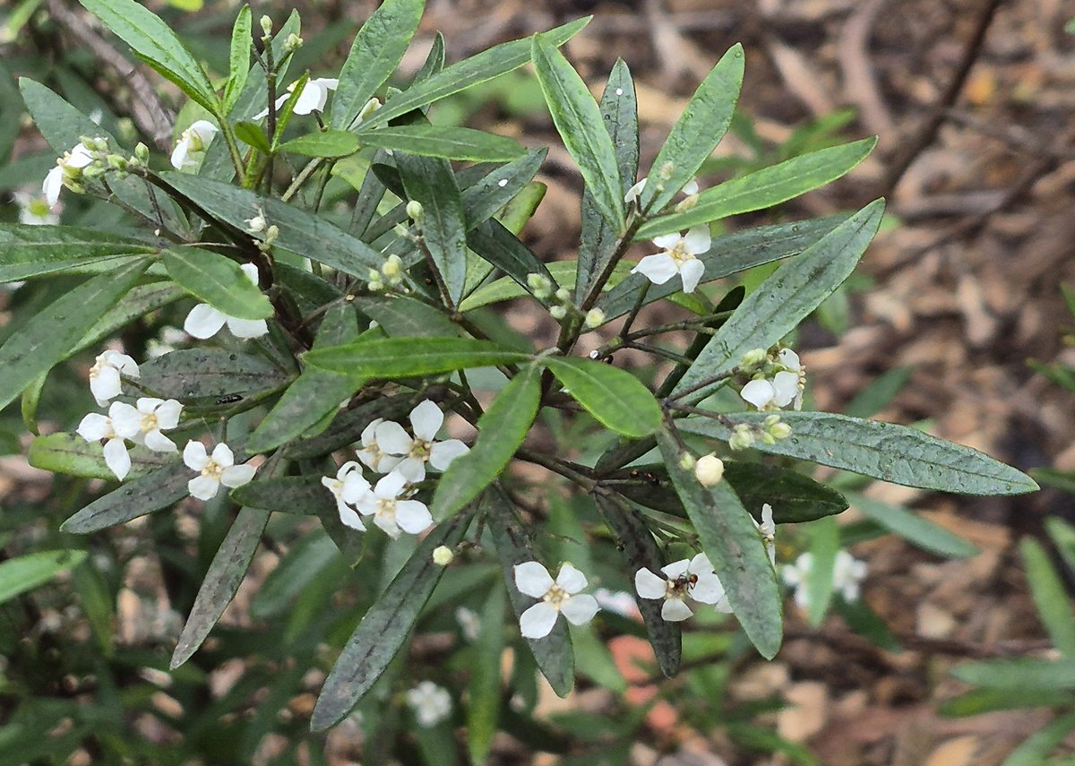 StuartWilliams_'s tweet photo. Zieria oreocea
Grampians zieria

Rutaceae https://t.co/DRBqfUjU5O