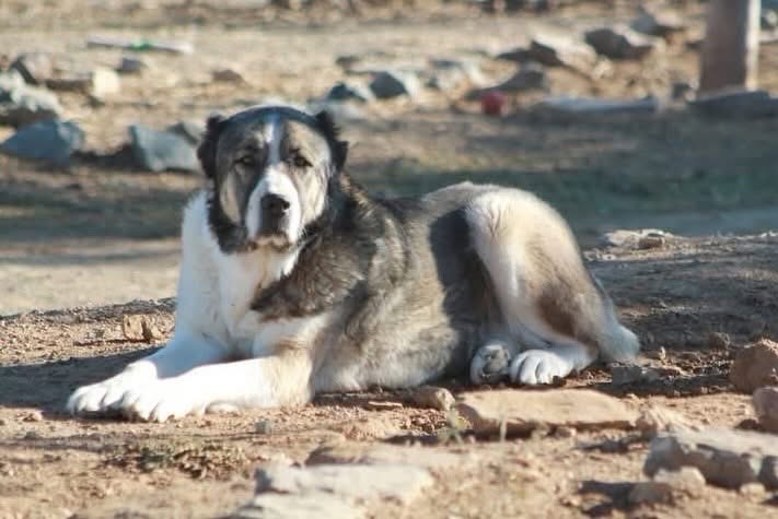 SosAbuelos1's tweet photo. #MADRID
#MATILDA tiene 8 años. Es bella, es serena. 
Apareció sola, con las orejas mutiladas. A pesar de ello, es dulce, cariñosa, amorosa… 

Se lleva bien con los demás perretes, aunque con hembras gruñonas puede chocar.

Contacto: 667 66 73 64 // info@terricanadopta.org.es https://t.co/MvTNCiIayv