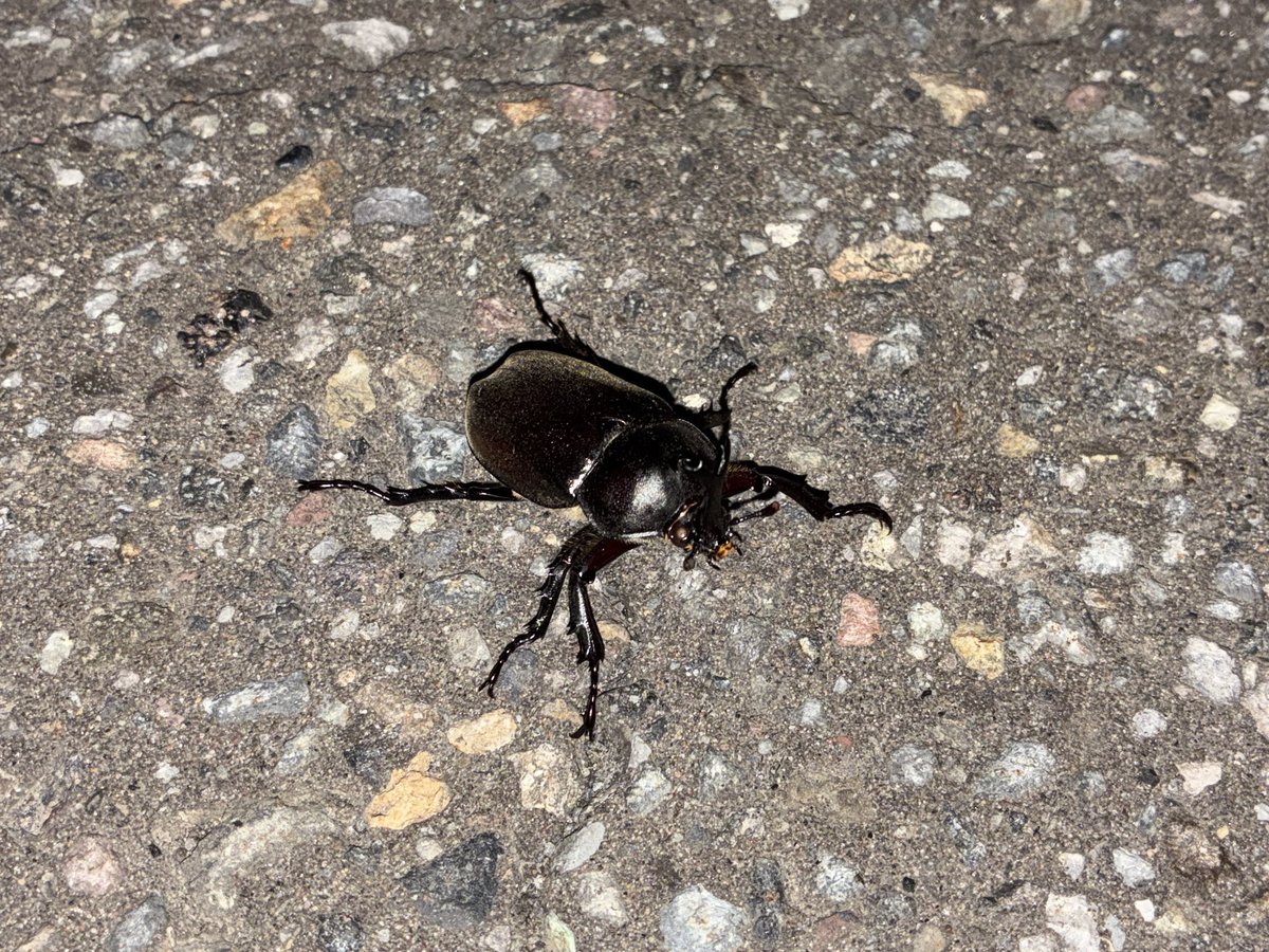 SNcyanus's tweet photo. 帰り道に灯火何個か寄ってクワガタ見てたら、キツネの巡回に鉢合わせて萎えてたら、同じ場所でもっと最悪なモン見てガン萎え
もうどこにでもおるな
しかも2匹いたわ、キツネの餌になれ https://t.co/AY75HbCVFu