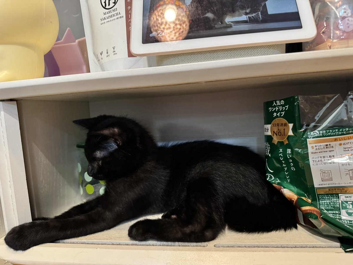 izutorarin's tweet photo. 中にある物をどんどん出して、自分の部屋にした奴がいるんだけど…🐈‍⬛ https://t.co/M5Wi9Oh8rq