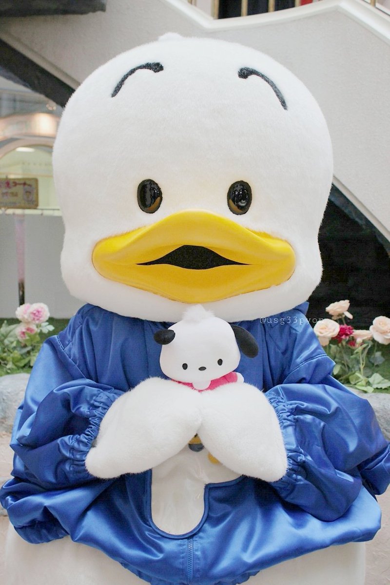 usg33pyon's tweet photo. ペックル誕生日おめでとう💛🩵ペックルと2017年1月にピューロで初めましてしてそこから応援したい存在になってピューロ通ってた頃よりもどんどん人気になって今じゃキャラ大6位✨グリすると面白くて優しくて甘えたさんなペックル、本当に大好き💛いつまでもみんなから愛される存在でありますように🍀 https://t.co/Zc5nR1Bxza