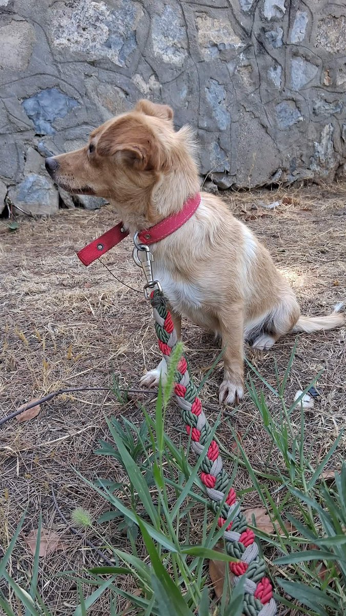 ltr_Sibel's tweet photo. 2.5 3 KG 1 YAŞ CİVARINDA KÜÇÜK IRK KIZ İÇİN ACİL GEÇİCİ VEYA KALICI YUVA ARANIYOR AYDIN
05437954239
Köye 2 küçük ırk dişi köpekle birlikte atılmış. Bu kız kediden küçük en azından bunu kurtaralım. Gören gönüllünün evinde gençlik hastalığı var o yüzden eve alamıyor. Durum acildir. https://t.co/iE6pLfT8GL