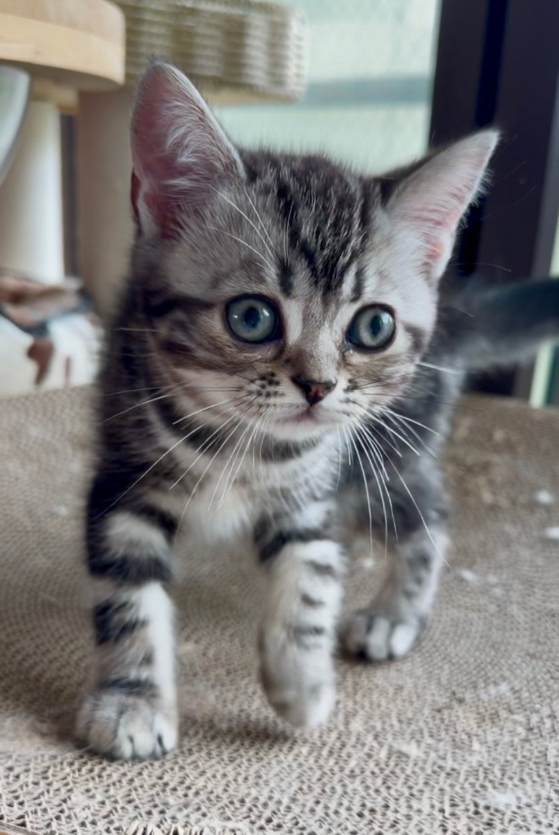 BASTET20230604's tweet photo. ちびっこアメショ軍団^ ^

#catterybastet
#猫 #cat
#americanshorthair
#アメリカショートヘア https://t.co/wLv5Yy943s