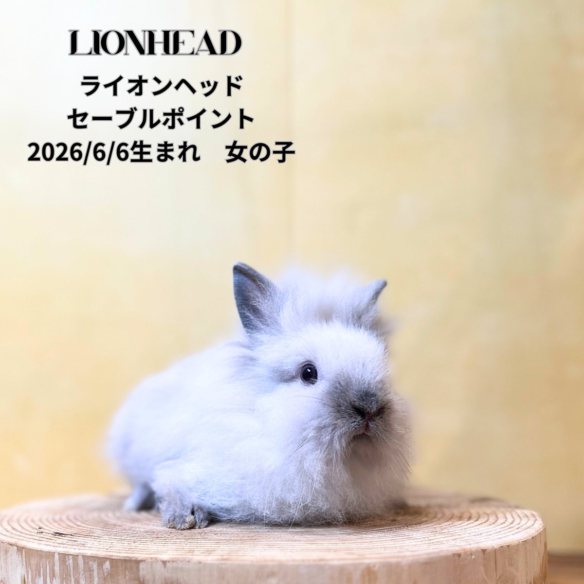 monlapin_rabbit's tweet photo. 『夏休みセール』好評開催中‼️
個性豊かなウサギが多数おります🐰

当店のホームページもご覧ください。
https://t.co/xnEodU2g1L

#モンラパン#うさぎ専門店 https://t.co/v2HNQsbYpu