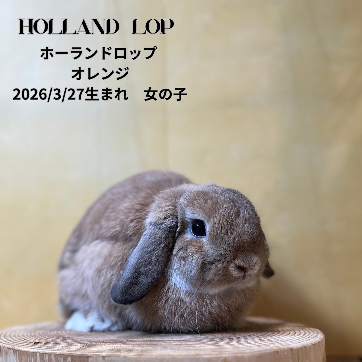 monlapin_rabbit's tweet photo. 『夏休みセール』好評開催中‼️
個性豊かなウサギが多数おります🐰

当店のホームページもご覧ください。
https://t.co/xnEodU2g1L

#モンラパン#うさぎ専門店 https://t.co/v2HNQsbYpu