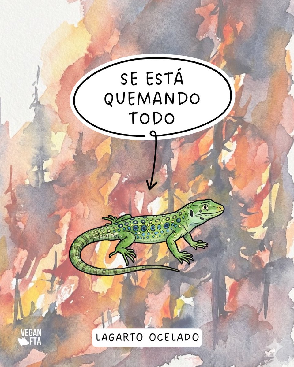 VeganFTAEspanol's tweet photo. España, Francia, Canadá 💔🔥

#incendios #animales #madrid #avila #españa https://t.co/1kju1VcnFq